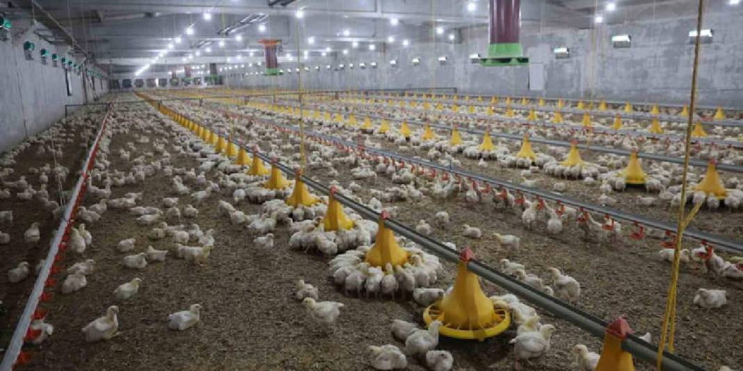 Devlet desteğiyle ikinci çiftliğini açtı: Yılda 360 ton beyaz et sağlıyor 2